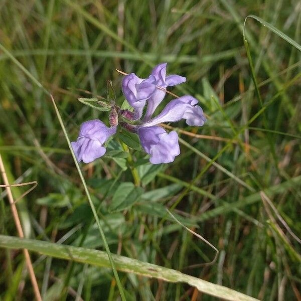 Scutellaria hastifolia Deilen