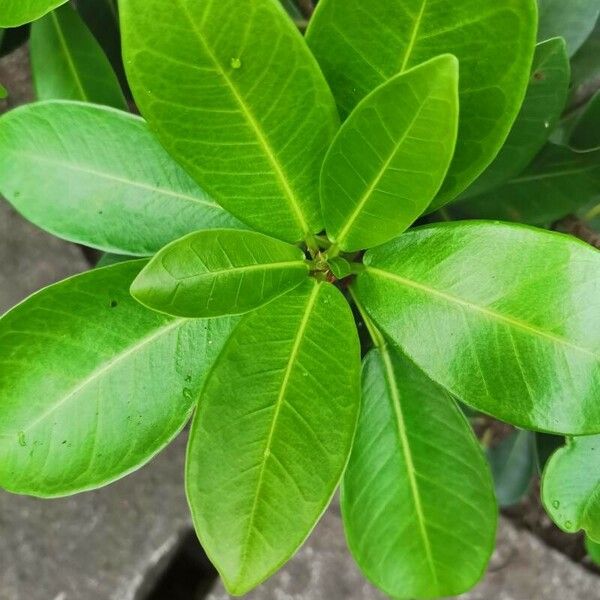 Ficus reflexa 葉