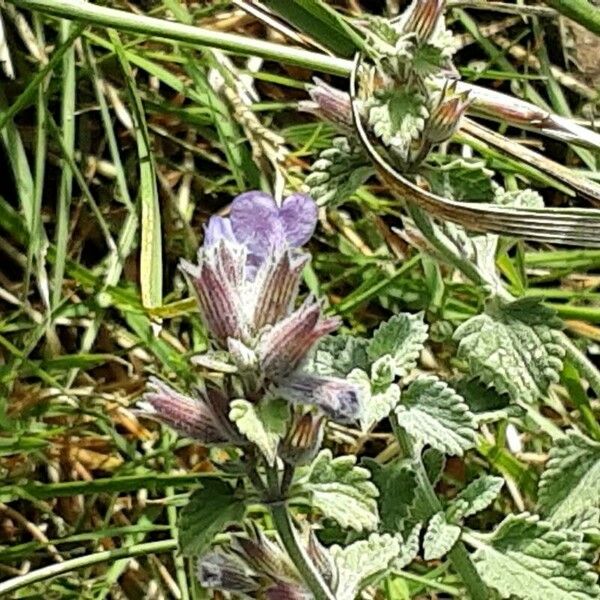 Nepeta cataria Fleur