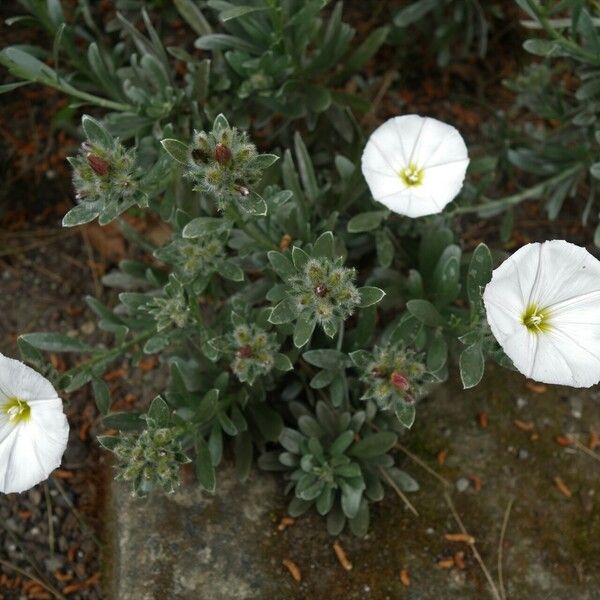 Convolvulus cneorum Flor