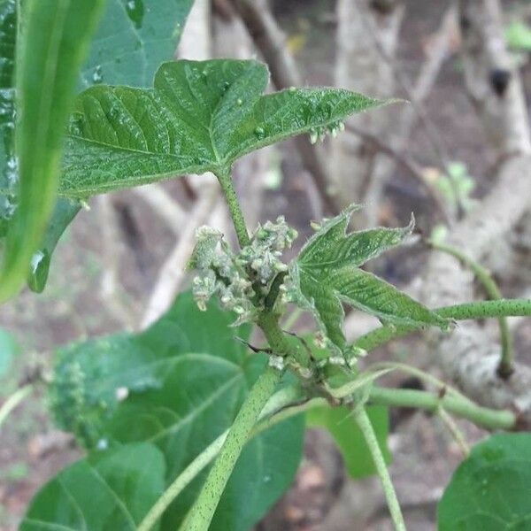 Gossypium barbadense Іншае