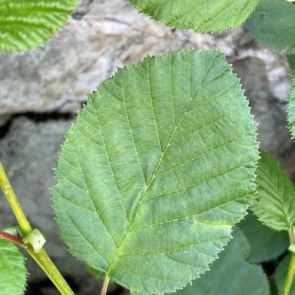 Alnus alnobetula Fuelha