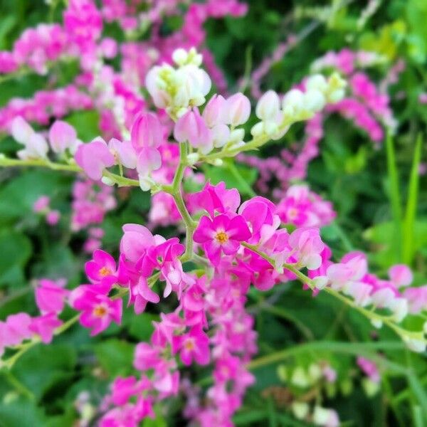 Antigonon leptopus 花