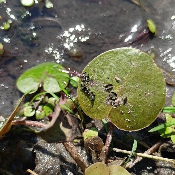 Hydrocharis morsus-ranae Frunză