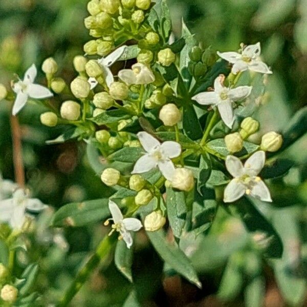 Galium album Floare