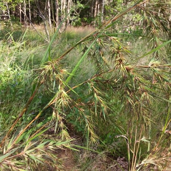 Themeda quadrivalvis Celota