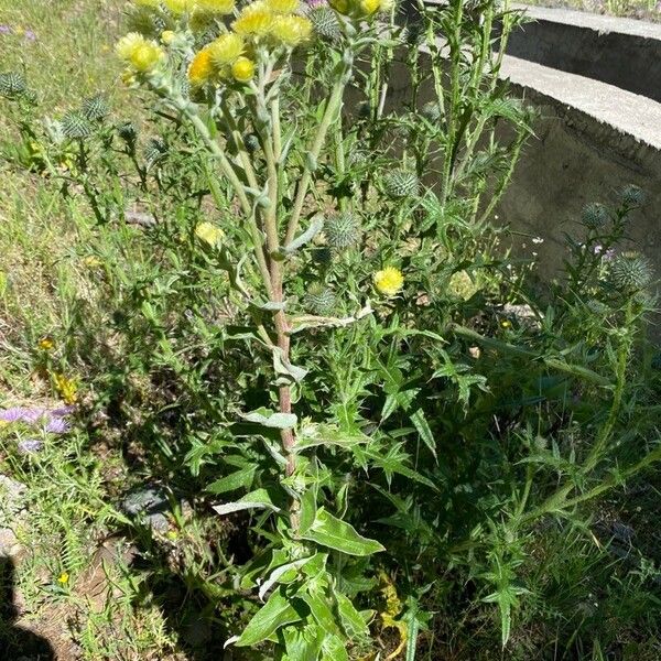 Helichrysum foetidum Habit