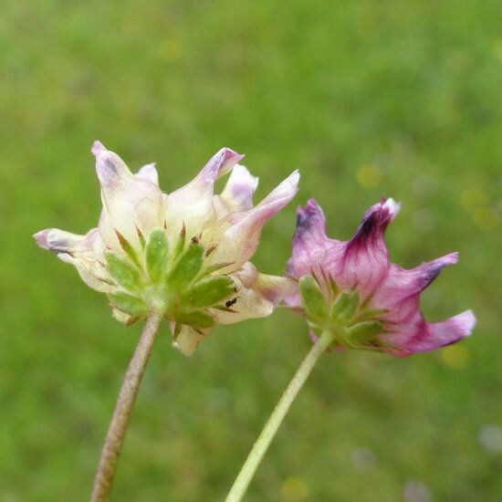 Trifolium depauperatum ᱵᱟᱦᱟ