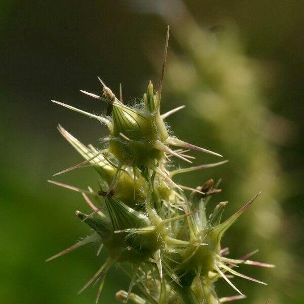 Cenchrus spinifex Frucht