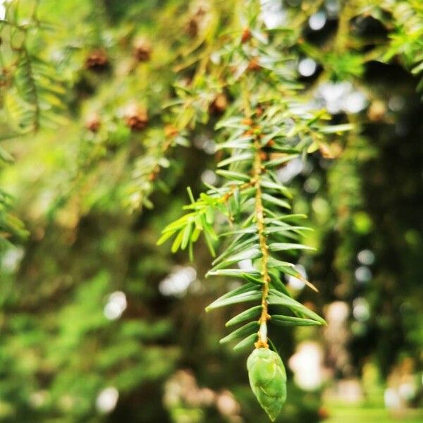 Tsuga canadensis Leaf