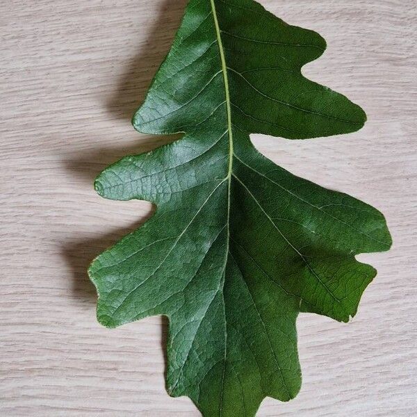 Quercus lyrata Blatt