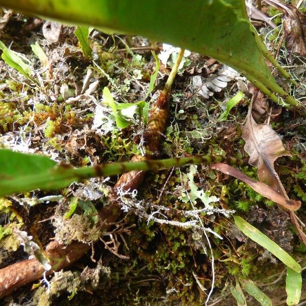 Elaphoglossum acrostichoides