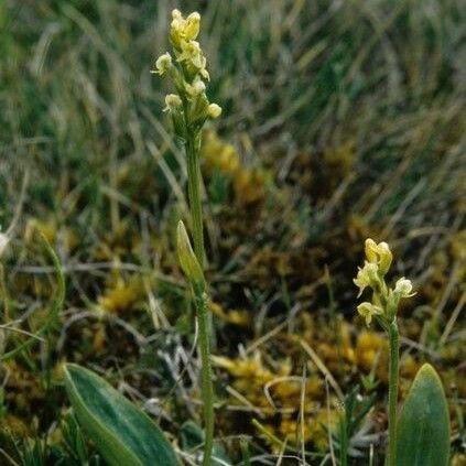 Platanthera obtusata Habitat