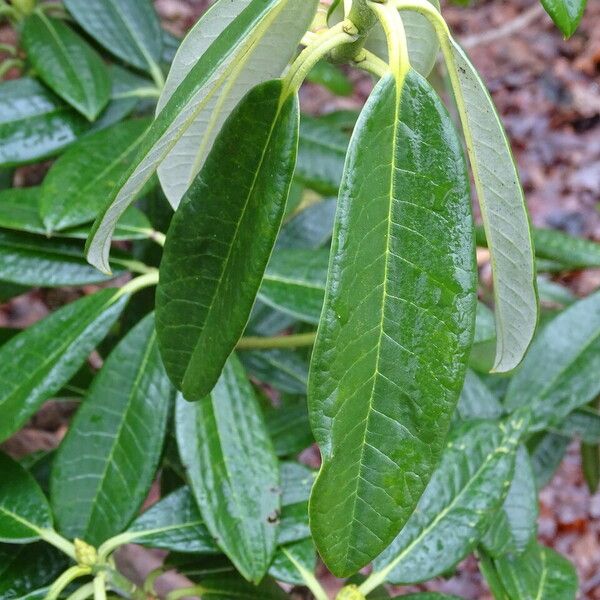 Rhododendron argyrophyllum Leaf