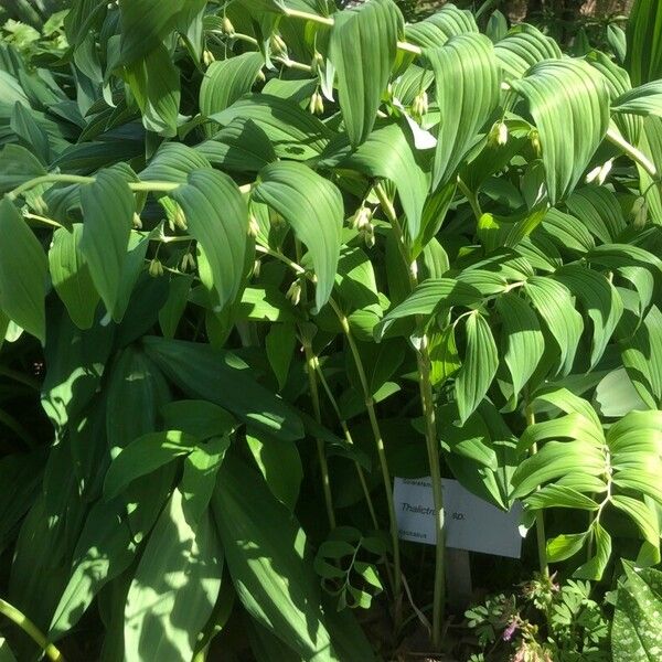 Polygonatum biflorum Flower