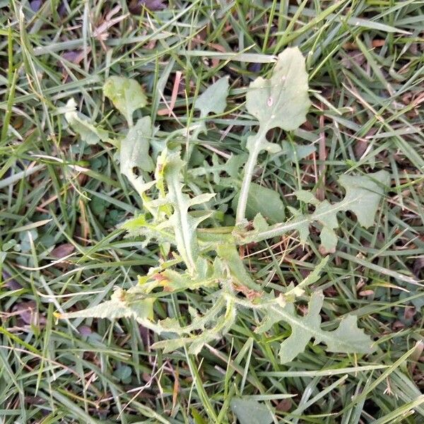 Emilia sonchifolia Leaf