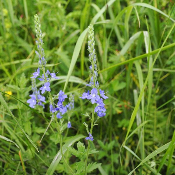 Veronica teucrium ফুল