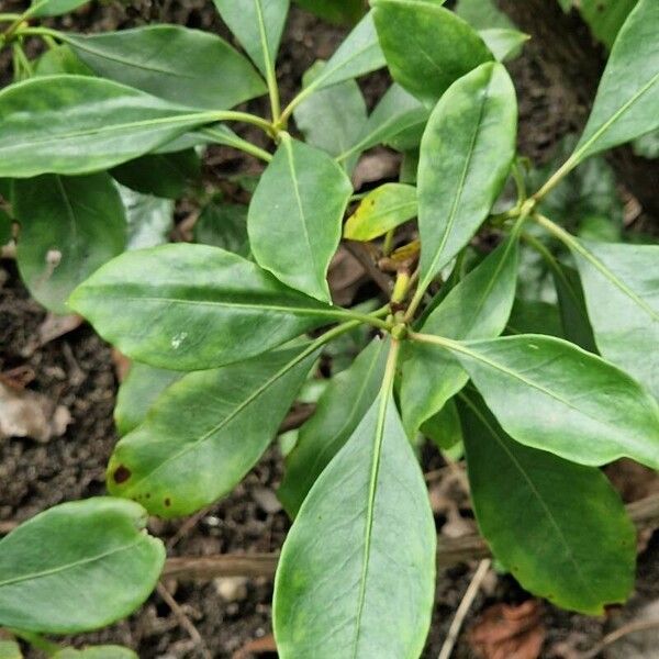 Kalmia latifolia Leaf