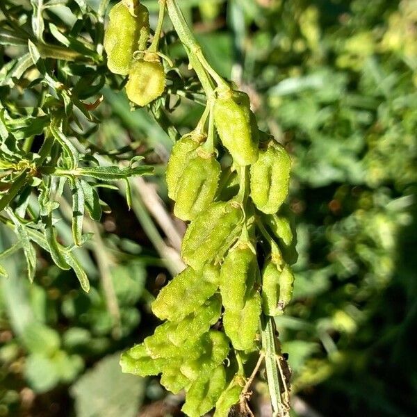 Reseda lutea പുഷ്പം