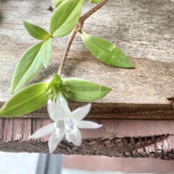 Richardia brasiliensis Flower