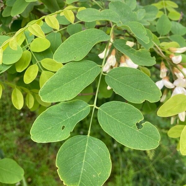 Robinia viscosa برگ