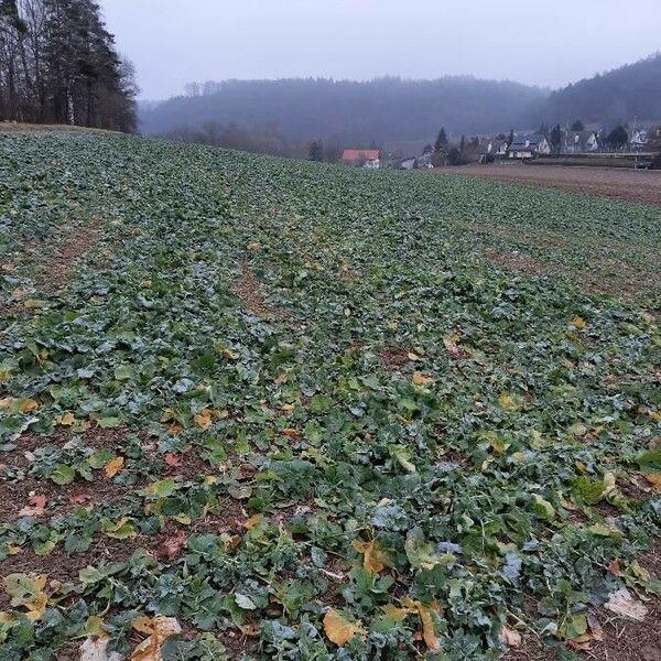 Brassica napus Habit