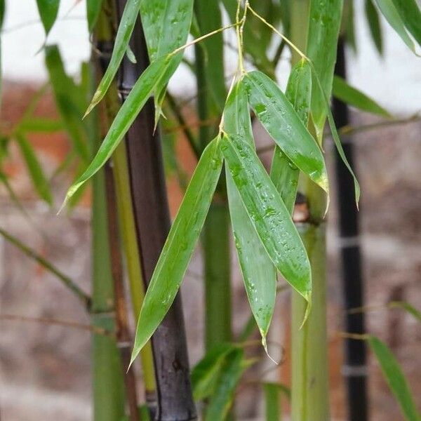 Phyllostachys nigra Foglia