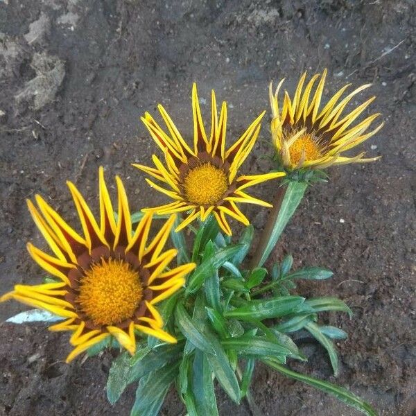 Gazania rigens Квітка