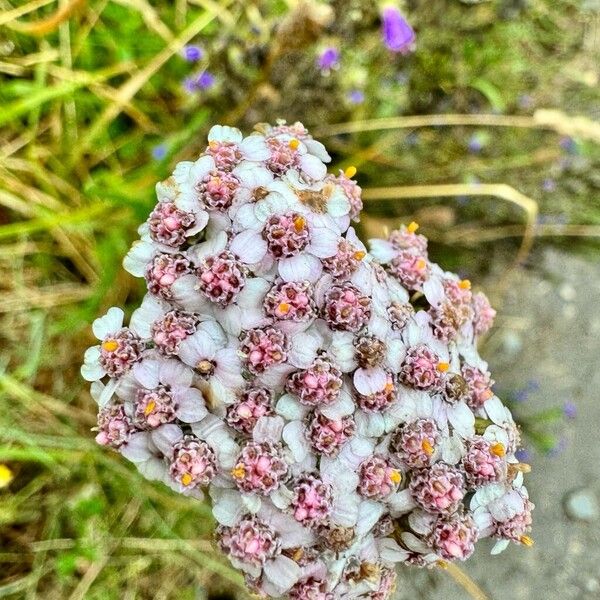 Achillea × roseoalba 花