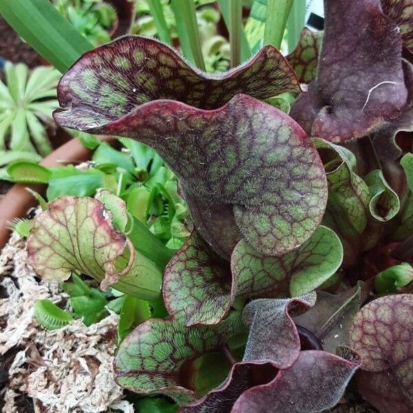 Sarracenia purpurea Fulla