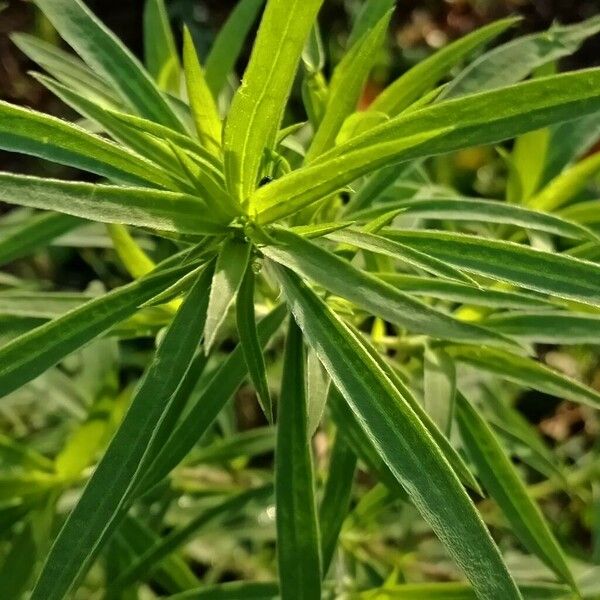Bassia scoparia Leaf
