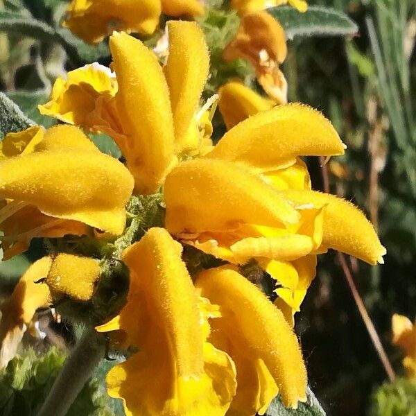 Phlomis fruticosa Žiedas