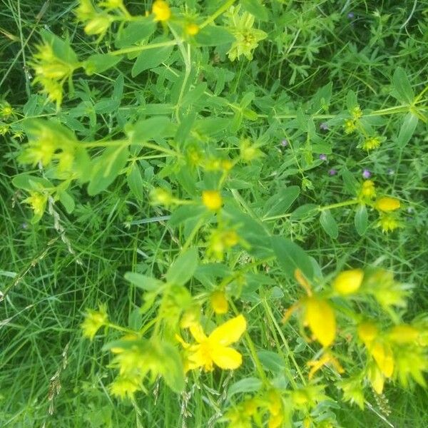 Hypericum perforatum Flower