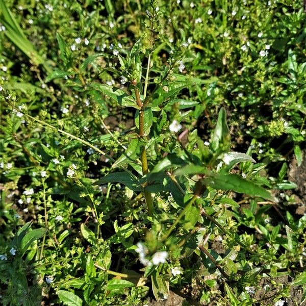 Veronica catenata Leaf