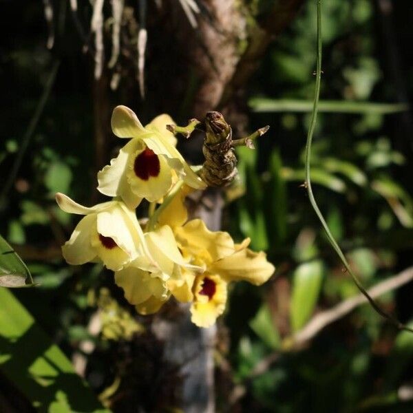 Dendrobium pulchellum Blüte