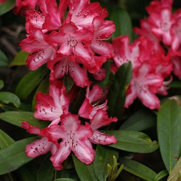Rhododendron kendrickii
