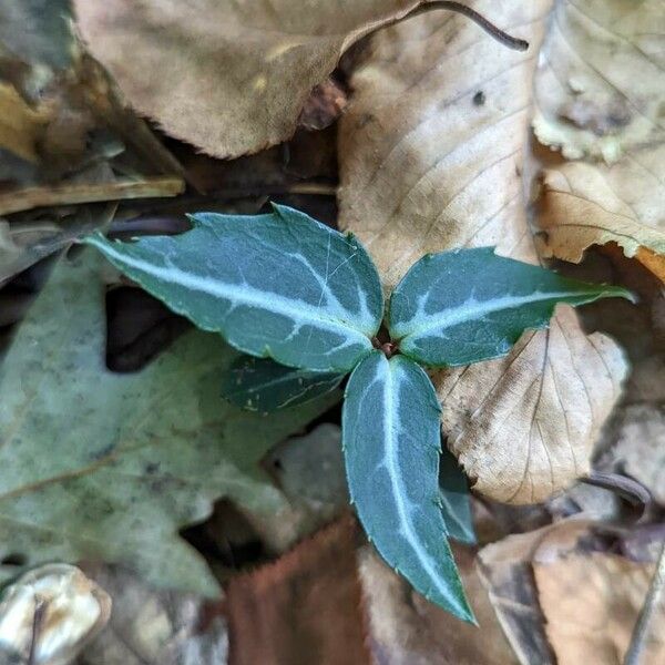 Chimaphila maculata Hoja