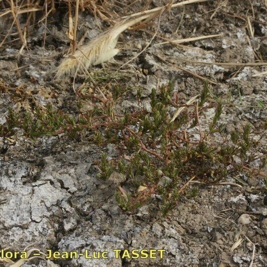 Lythrum tribracteatum Habitat