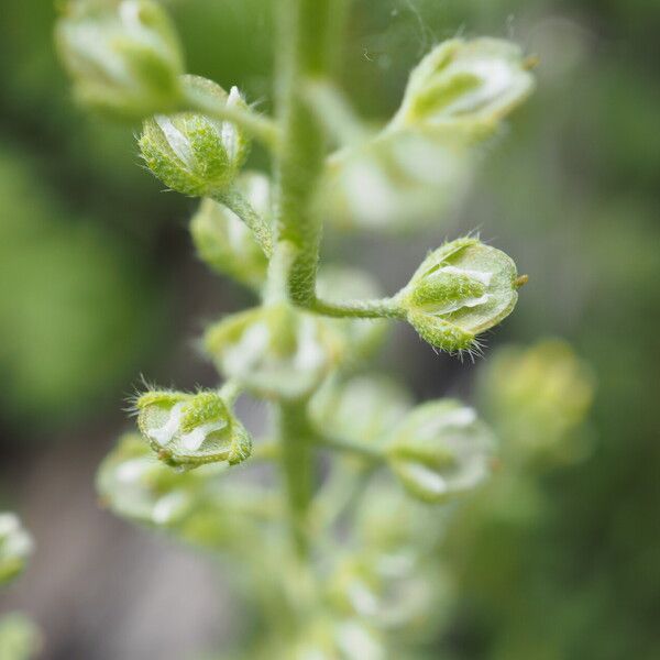 Alyssum alyssoides Vili