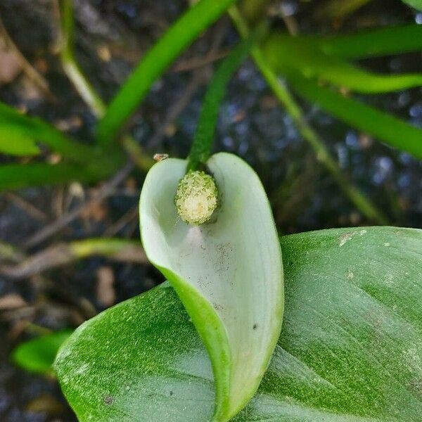 Heteranthera reniformis Blüte