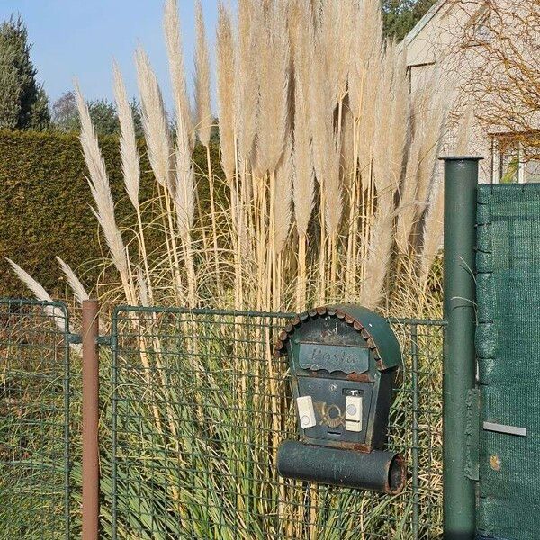 Cortaderia selloana Фрукт