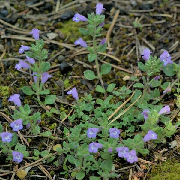 Clinopodium acinos Flower