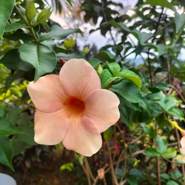 Allamanda blanchetii Kukka