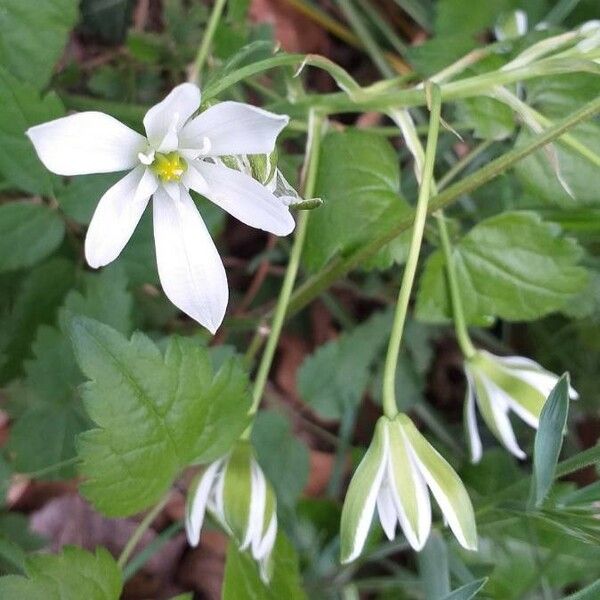 Ornithogalum umbellatum Flower