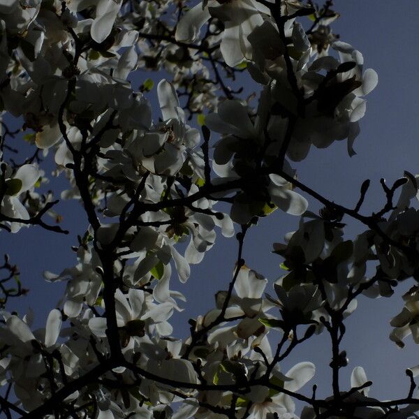 Magnolia kobus Flower