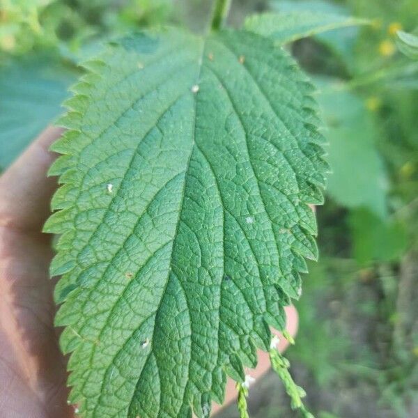 Verbena urticifolia 葉