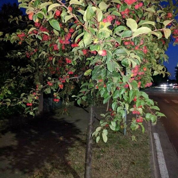 Malus sylvestris Hábito