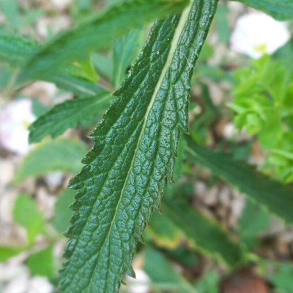 Verbena brasiliensis Leaf