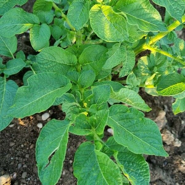 Solanum tuberosum Hostoa