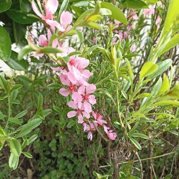 Prunus tenella Fiore